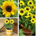 F1 Hybrid Ornamental Sunflower Seeds For Planting